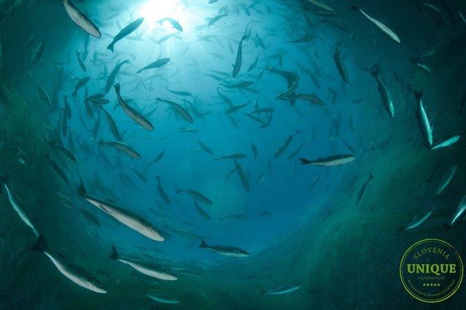 An Unforgettable Day With Fish, Wine and Olive Oil Tasting - Is $79.82 a good value?