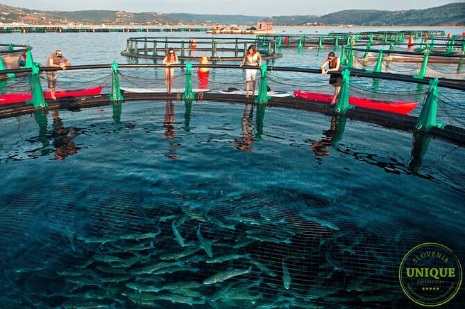 An Unforgettable Day With Fish, Wine and Olive Oil Tasting - Who should book this experience?