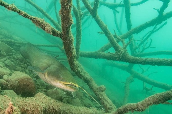 Diving Bled - Five things to know before entering Lake Bled