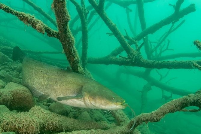 Diving Bled - Why freshwater makes Bled worth exploring