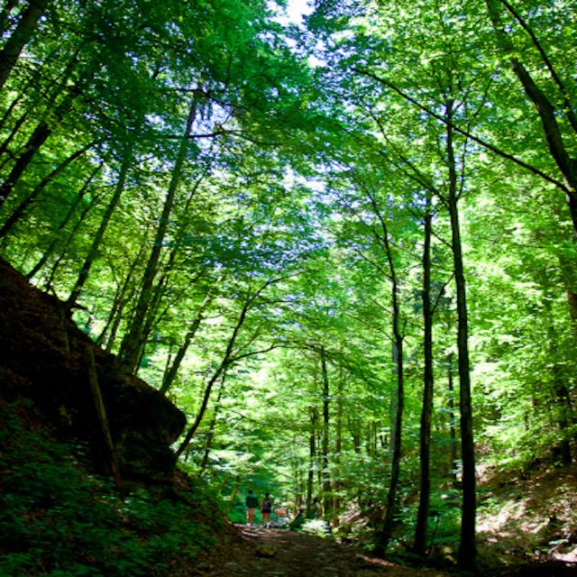 From Bled: Half-Day Pokljuka Gorge Trail Hike (Private) - Is it really better than Vintgar Gorge?