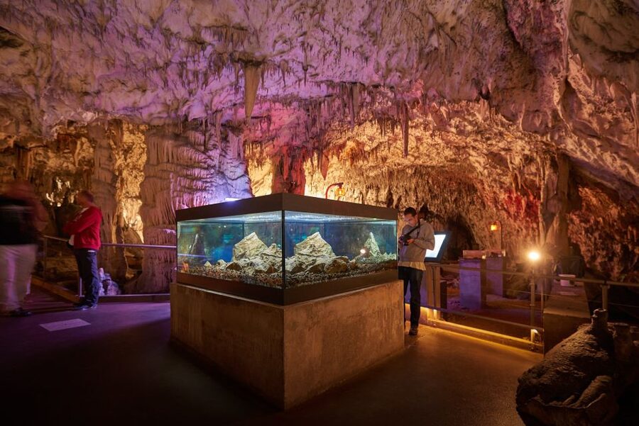 From Ljubljana: Lake Bled & Postojna Cave with Entry Tickets - Key points to know before booking
