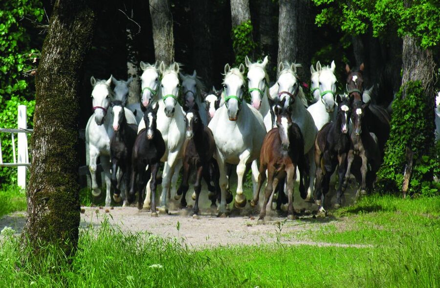 From Ljubljana: Lipica Stud Farm and Piran Full-Day Tour - The guides make a real difference