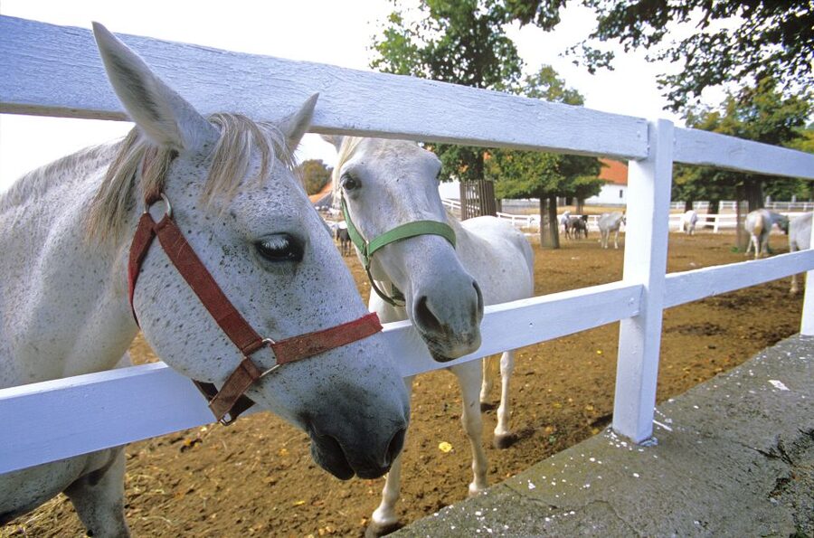 From Ljubljana: Lipica Stud Farm and Piran Full-Day Tour - Lipica Stud Farm and its white horses