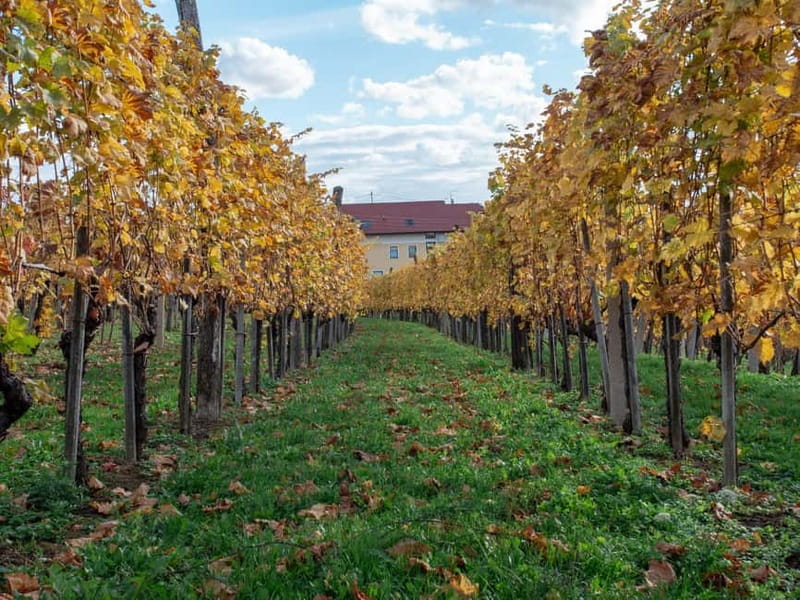 From Ljubljana: Vipava Valley Wine Express Tour - Food pairings and the value of seven pours