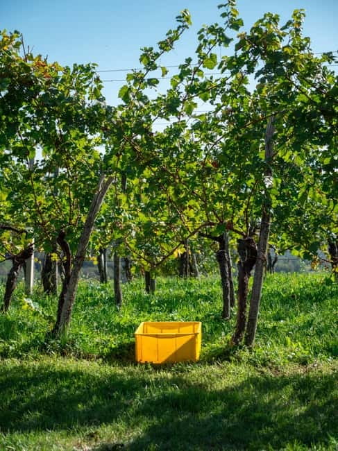 From Ljubljana: Vipava Valley Wine Express Tour - What the guides add to the afternoon
