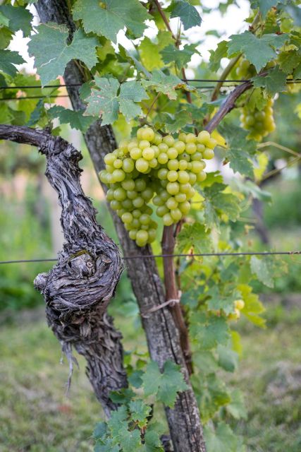 From Ljubljana: Vipava Valley Wine Express Tour - Who should book this tour