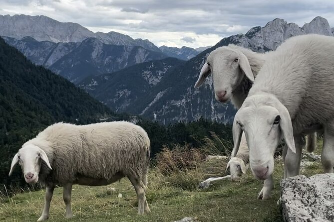 Full-Day Triglav National Park Tour from Ljubljana - A brief Italian detour at Predil Lake