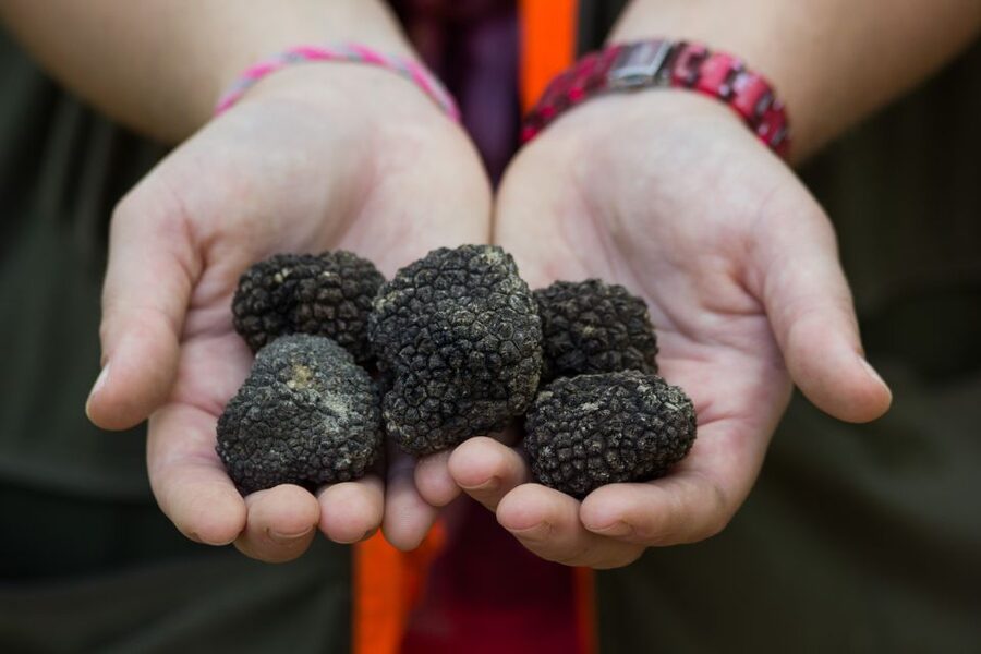 Gažon to Istria: Truffle Hunting, Cooking & Tasting - Meeting Waldy and Bistra in the truffle woods
