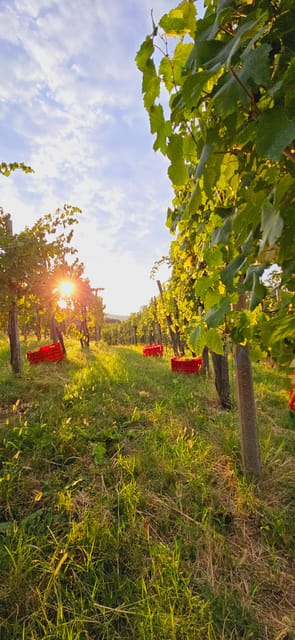 Goriška Brda: Wine Walk and Tasting - Why this Goriška Brda visit feels different