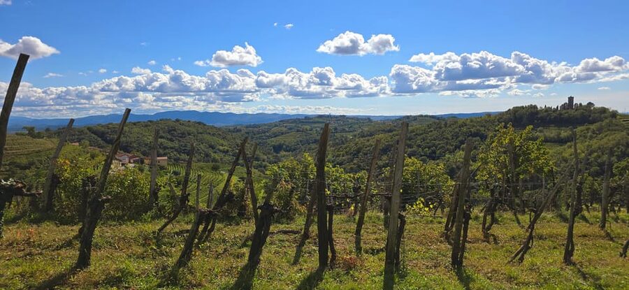 Goriška Brda: Wine Walk and Tasting - Walking through five vineyards