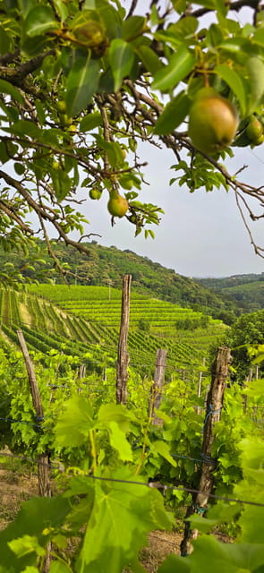 Goriška Brda: Wine Walk and Tasting - Starting at Brestje 12a