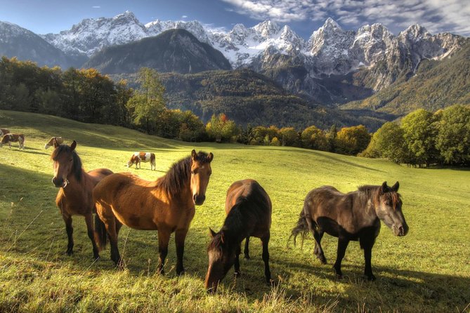 Horse Riding in Bled - Who should book this Bled riding experience?
