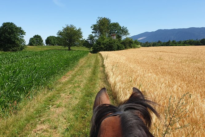 Horseback Riding In Bled - Rivers, streams, and the small surprises