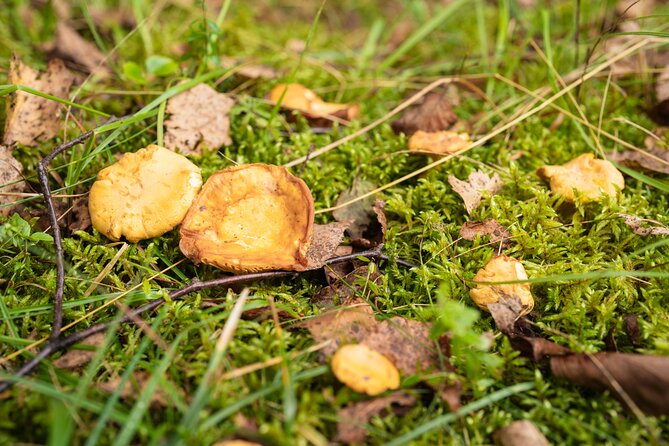 It Smells Like Mushrooms - Starting with breakfast at 8:30 a.m.