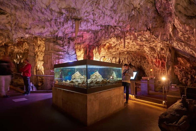 Koper/Trieste: Postojna Cave & Predjama Castle Tour & Ticket - Should you book the Postojna and Predjama tour?