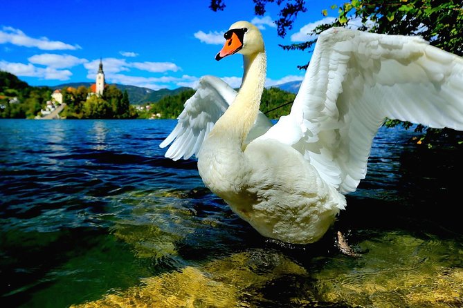 Lake Bled Half Day Excursion from Ljubljana - Taking a pletna boat to Bled Island