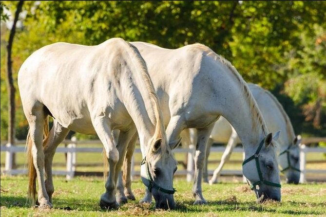 Lipica stud farm and Piran Tour from Ljubljana - Lunch, local food, and free time