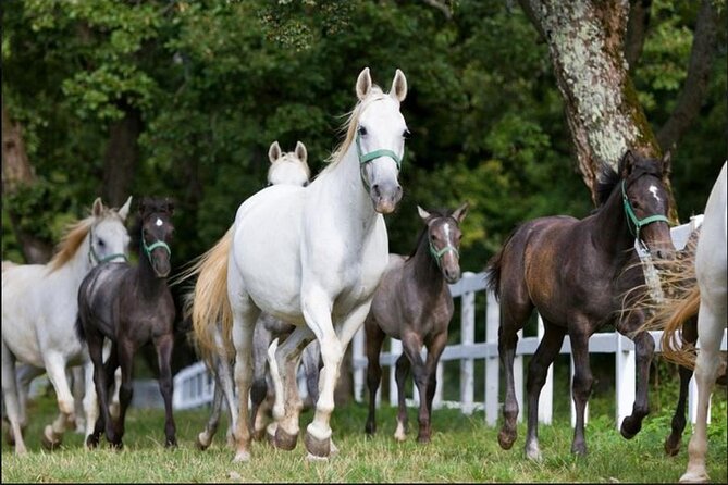 Lipica stud farm and Piran Tour from Ljubljana - Is the 10-hour schedule tiring?