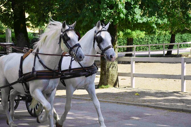 Lipica Stud Farm and Skocjan Caves from Koper - Timing, cave access, and the risk of waiting