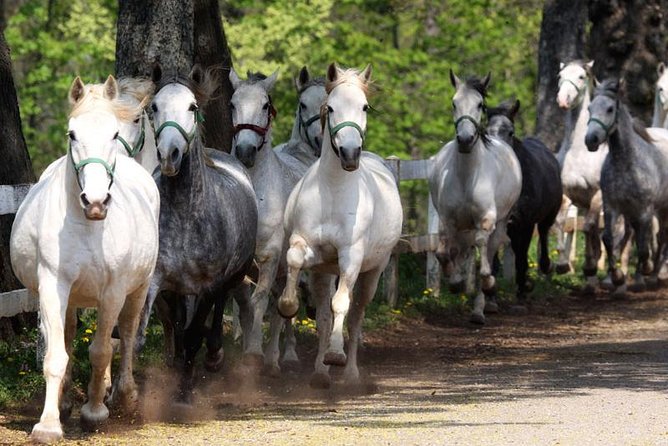 Lipica Stud Farm and Skocjan Caves from Koper - Meeting your driver in Koper