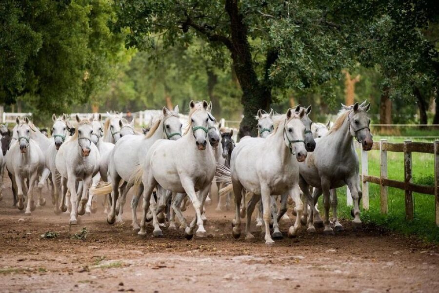 Lipica Stud Farm and Škocjan Caves from Trieste - Key points to know before booking