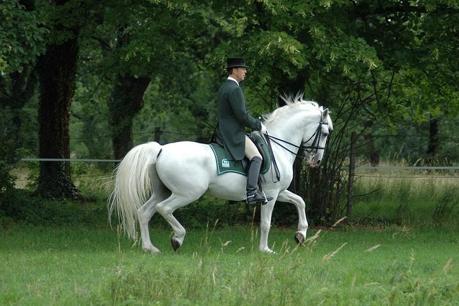 Lipica Stud Farm- Private Experience from Koper - Why Lipica makes a good half-day from Koper