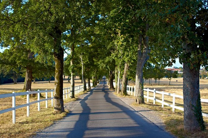 Lipica Stud Farm- Private Experience from Koper - Seeing the Lipizzaner horses up close