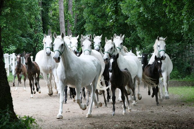 Lipica Stud Farm- Private Experience from Koper - Who should choose this private Lipica outing