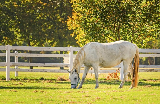 Lipica Stud Farm- Private Experience from Koper - Leaving Koper in a small air-conditioned vehicle