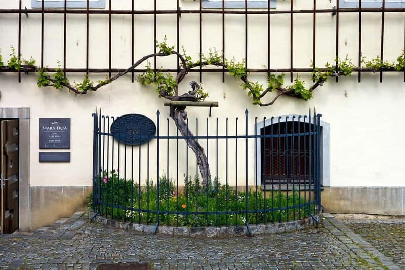 Maribor & Styria Tour with Wine Tasting - Wine Tasting in Slovenian Styria