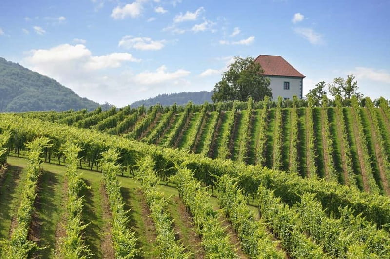Maribor & Styria Tour with Wine Tasting - How the Day Feels in Practice