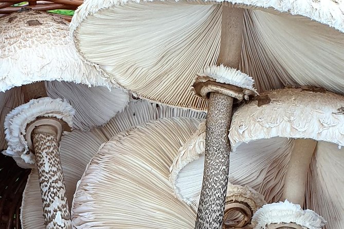 MUSHROOM FORAGING TOUR in sLOVEnia - Why mushroom hunting makes a fine Slovenian outing