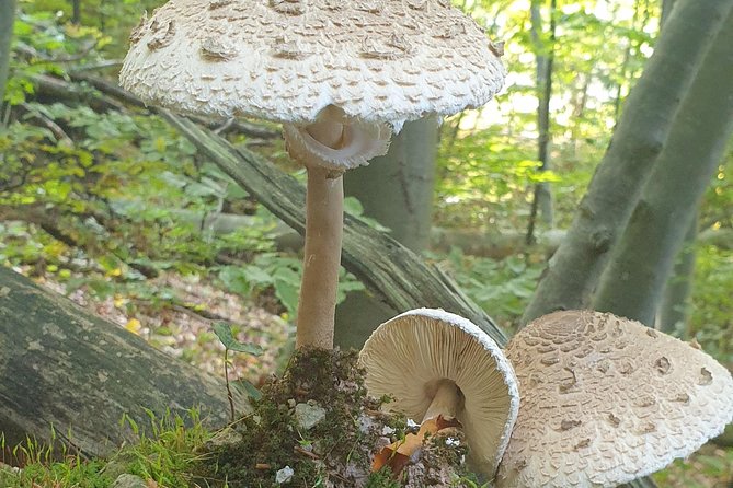 MUSHROOM FORAGING TOUR in sLOVEnia - What you actually learn about mushrooms