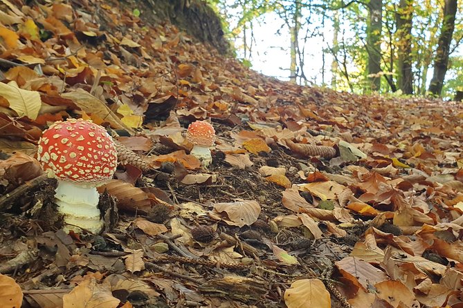 MUSHROOM FORAGING TOUR in sLOVEnia - From forest floor to Slovenian table