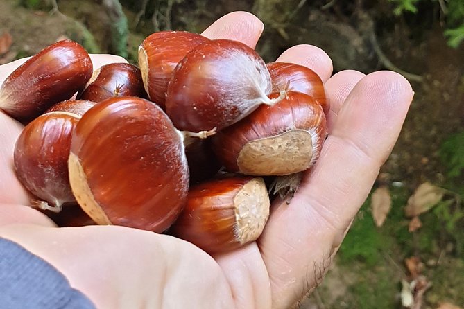 MUSHROOM FORAGING TOUR in sLOVEnia - How the guides shape the experience