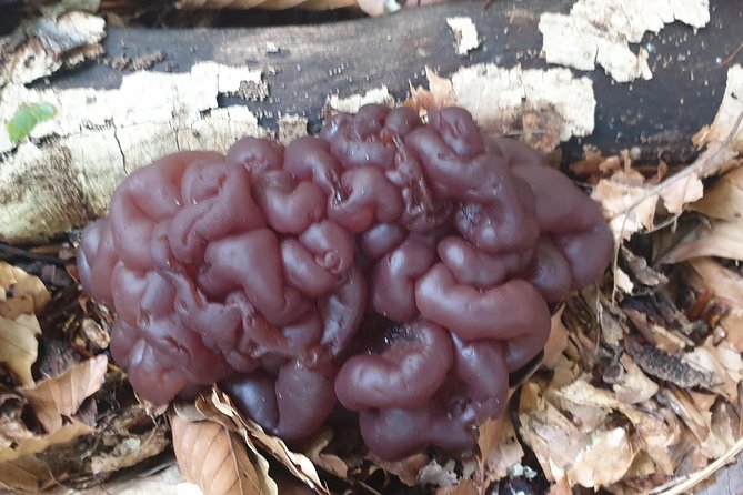 MUSHROOM FORAGING TOUR in sLOVEnia - What to bring and how to prepare