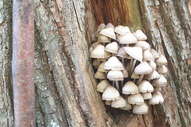 MUSHROOM FORAGING TOUR in sLOVEnia - A slow hike through Slovenia’s forests