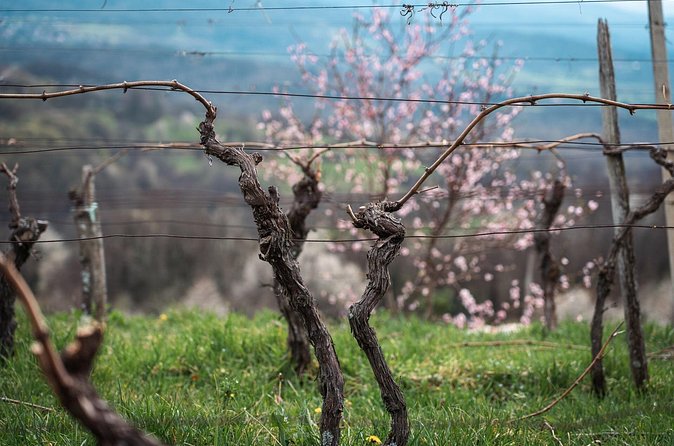 Vipava Valley Wine Express Tour From Ljubljana - How the six-hour schedule works