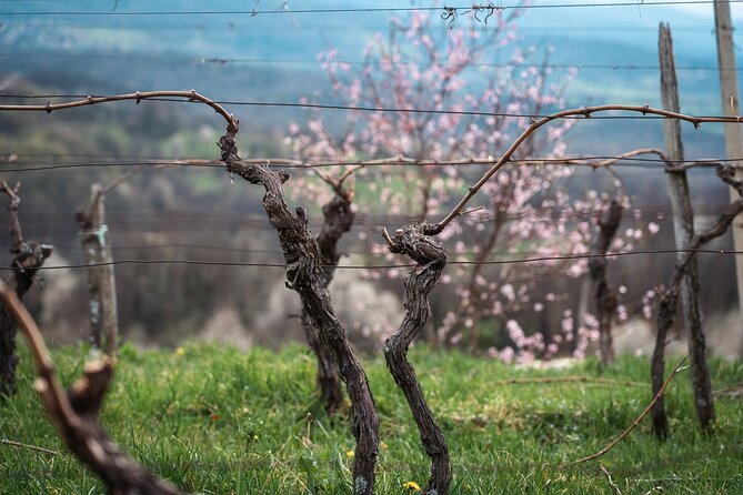 Vipava Valley Wine Express Tour From Ljubljana - Is $130.95 a fair price?