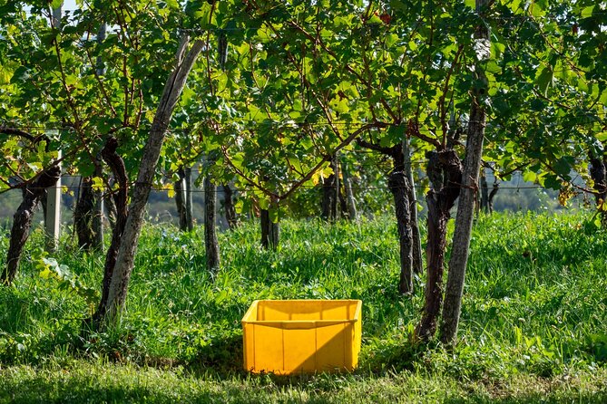 Vipava Valley Wine Express Tour From Ljubljana - Practical tips for a smoother afternoon