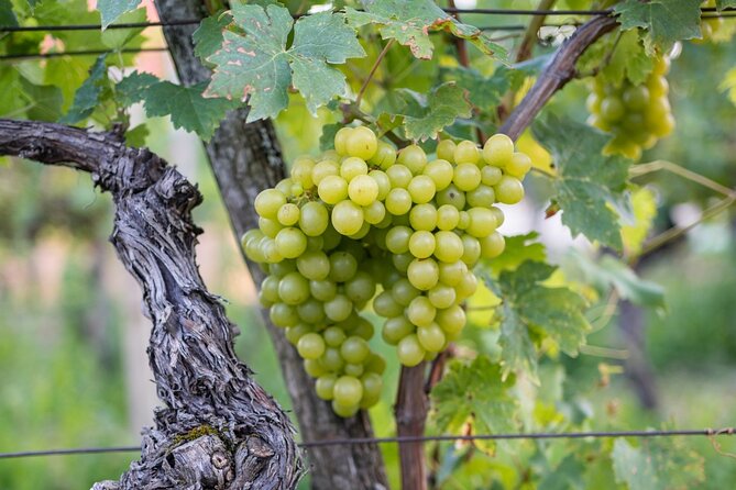 Vipava Valley Wine Express Tour From Ljubljana - Why Vipava Valley makes a good wine outing