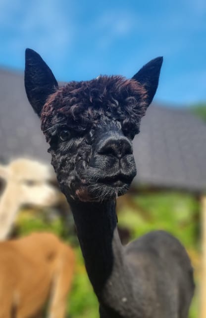 Walking with alpacas - Domačija Loncnar - Bohinj - What makes this alpaca walk special
