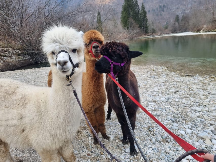 Walking with alpacas - Domačija Loncnar - Bohinj - Meeting the alpacas at Domačija Loncnar