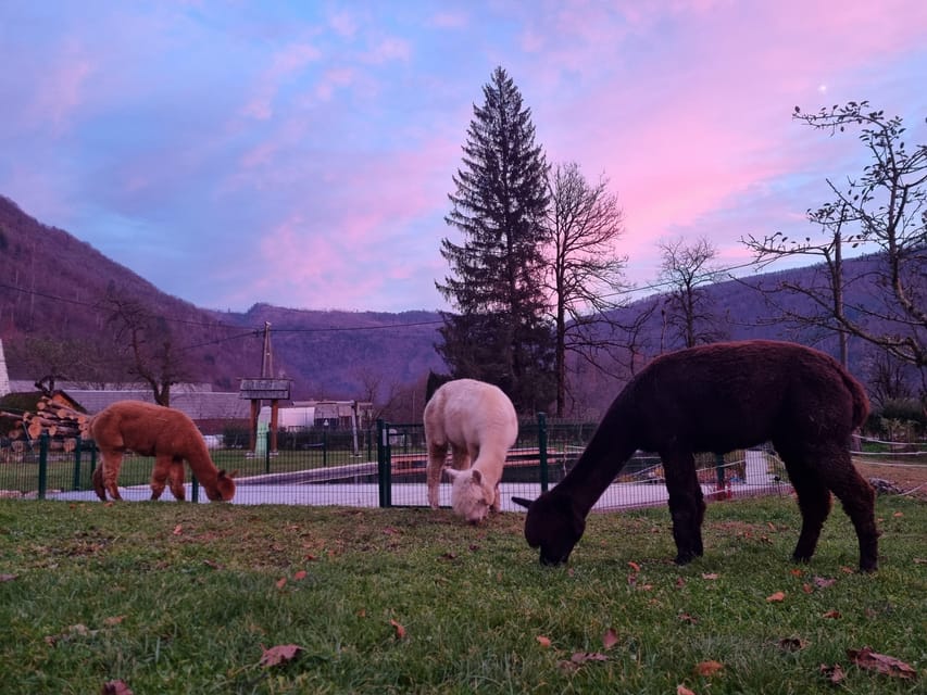 Walking with alpacas - Domačija Loncnar - Bohinj - Following the easy route toward the river
