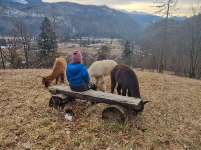 Walking with alpacas – Domačija Loncnar – Bohinj