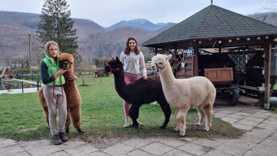 Walking with alpacas - Domačija Loncnar - Bohinj - Is $44 a fair price?