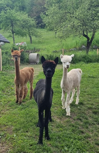 Walking with alpacas - Domačija Loncnar - Bohinj - Practical tips for a smoother visit