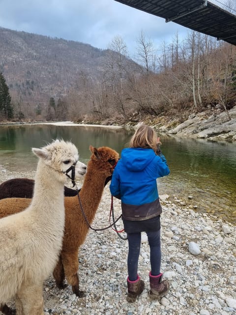 Walking with alpacas - Domačija Loncnar - Bohinj - The best reasons to book