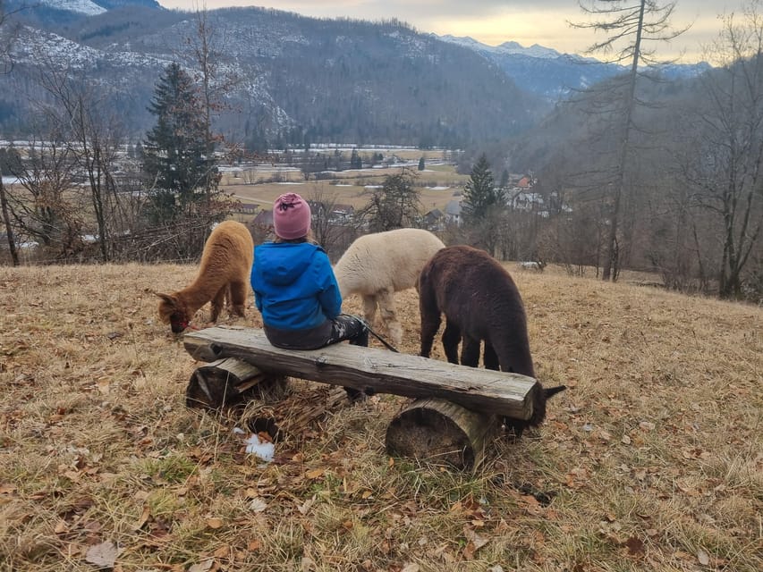 Walking with alpacas - Domačija Loncnar - Bohinj - Feeding time and getting used to the alpaca pace